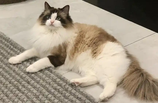 多猫家庭如何预防猫瘟交叉感染