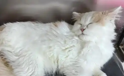 猫咪消炎药吃过量反应 猫咪消炎药吃过量反应