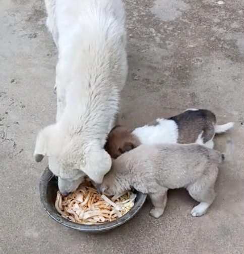 家狗看见流浪狗妈妈很虚弱,竟叼食物去帮忙喂它的孩子 家狗看见流浪狗妈妈很虚弱,竟叼食物去帮忙喂它的孩子