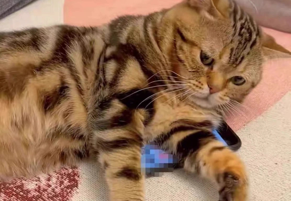 猫砂哪种比较好用?Pidan混合砂让我家主子满意到打呼噜! 猫砂哪种比较好用?Pidan混合砂让我家主子满意到打呼噜!