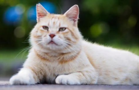 猫咪脱水时给它喂什么能快速补水? 猫咪脱水时给它喂什么能快速补水?