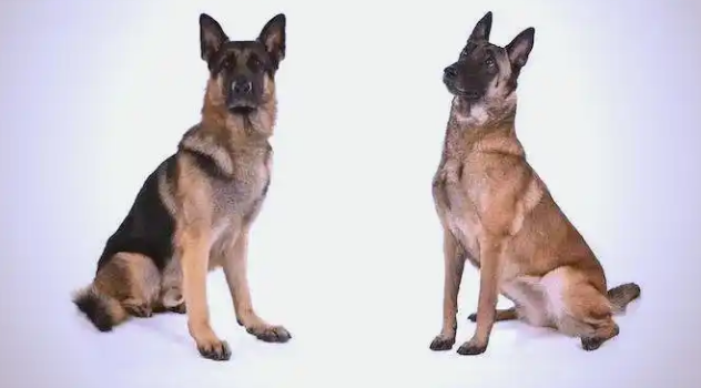比利时马林诺斯犬与德国牧羊犬:异同剖析 比利时马林诺斯犬与德国牧羊犬:异同剖析