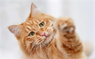 猫怕热吗能用空调吗