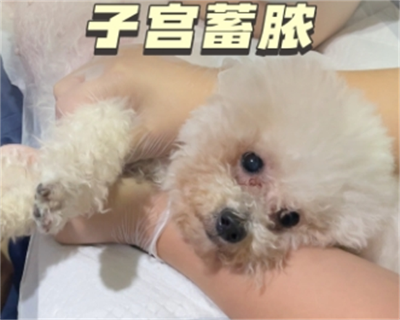 狗狗子宫蓄脓用药用法用量