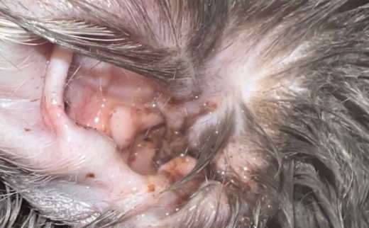 猫耳螨最简单治愈方法 猫耳螨最简单治愈方法