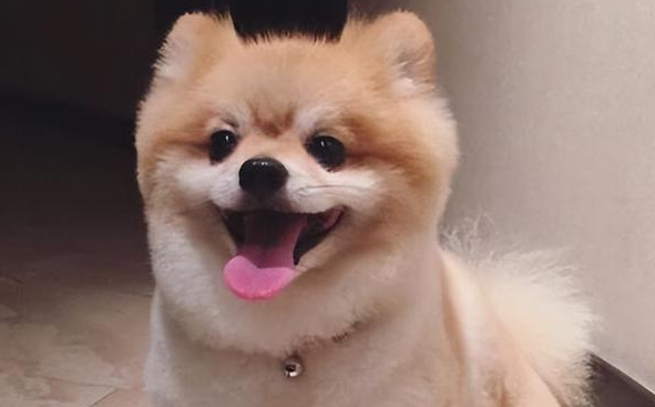 狗狗干呕并突然吃草 狗狗干呕并突然吃草