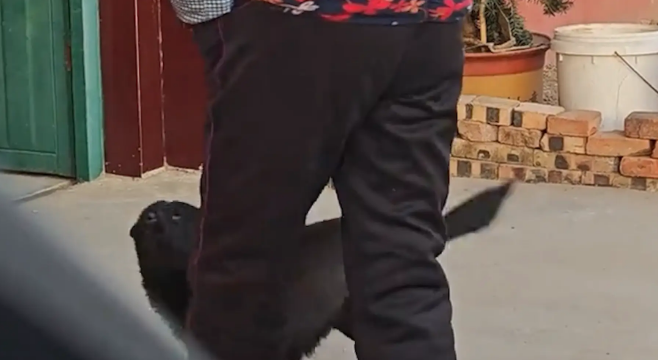 奶奶喊小狗回家，并未看到早已站在身后的狗子