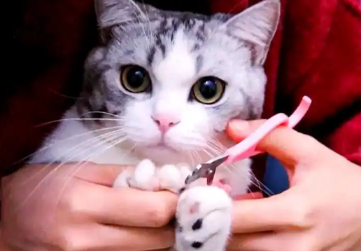 猫指甲应该怎么剪