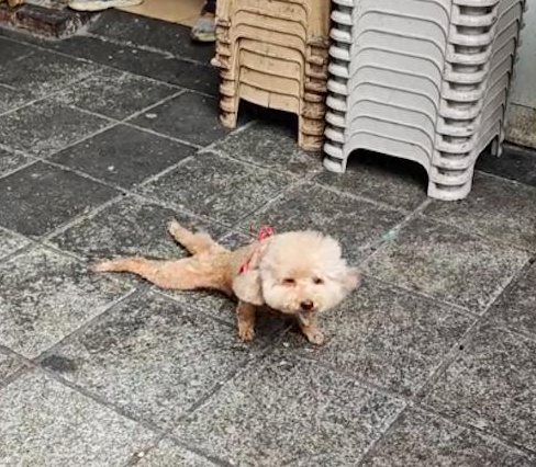 泰迪为了讨吃的,竟然装瘫痪在地上来回爬! 泰迪为了讨吃的,竟然装瘫痪在地上来回爬!