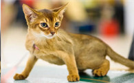 猫跳蚤会引发猫咪过敏反应吗