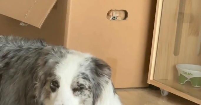 狗子踩了猫咪的尾巴,猫咪生气的钻进箱子观察狗子 狗子踩了猫咪的尾巴,猫咪生气的钻进箱子观察狗子
