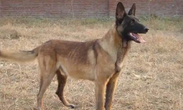 警犬中的“黑面神”，铁面无私的比利时马林诺斯犬