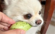 狗狗喜欢吃什么蔬菜