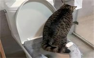猫一会儿尿一会尿是什么原因