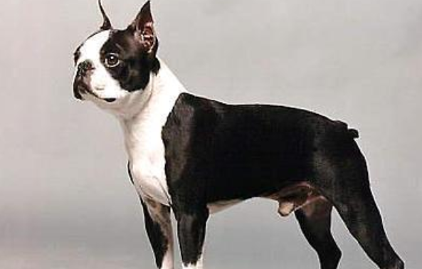 波士顿梗与法斗哪个好?波士顿梗和法斗区别 波士顿梗与法斗哪个好?波士顿梗和法斗区别