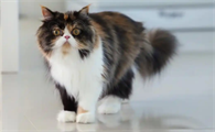 猫咪骨折后能给它用止痛药吗