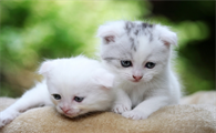 猫咪鼻塞是什么原因