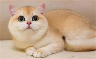 猫咪便秘怎么预防再次发生呢