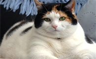 猫咪肥胖吃什么猫粮能控制体重？
