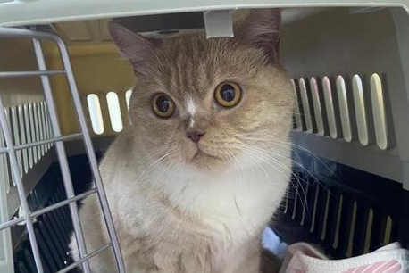 猫咪咳血但是食欲正常怎么回事 猫咪咳血但是食欲正常怎么回事