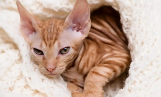 猫骨折后能进行针灸治疗吗