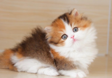 猫咪耳朵臭怎么回事 猫咪耳朵臭怎么回事