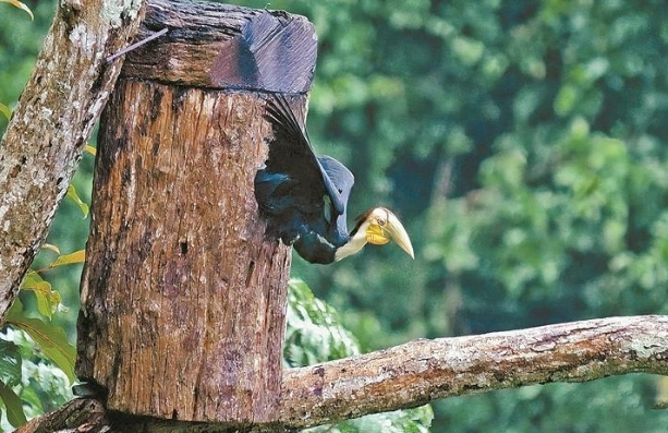 幼鸟顺利出巢!云南连续两年实现犀鸟人工招引繁殖 幼鸟顺利出巢!云南连续两年实现犀鸟人工招引繁殖