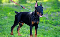 老年犬缺钙容易引发哪些疾病