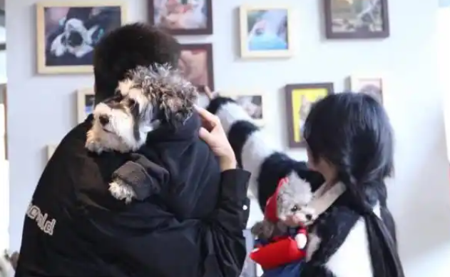 杭州举办宠物摄影大赛，温暖故事让爱传播