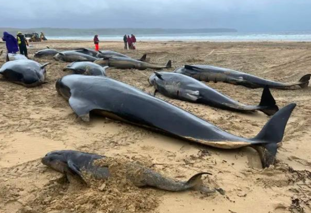 海南陵水搁浅鲸鱼抢救无效死亡 专家称 “集体自杀” 说不科学 海南陵水搁浅鲸鱼抢救无效死亡 专家称 “集体自杀” 说不科学