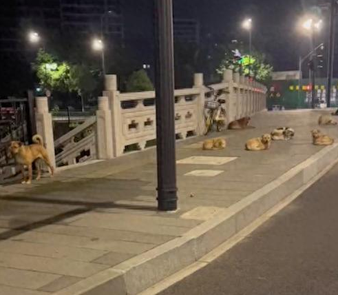 马路边上有一群流浪狗,有的在睡觉有的在放哨 马路边上有一群流浪狗,有的在睡觉有的在放哨