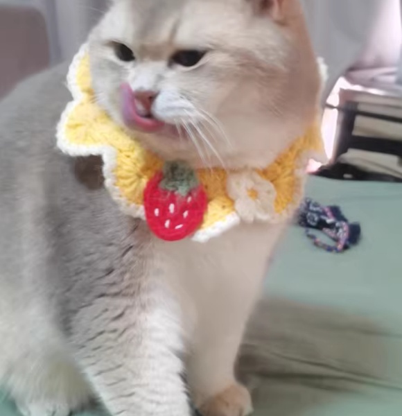 买什么样的猫砂比较好?N1爱宠爱猫除臭锁水一招搞定 买什么样的猫砂比较好?N1爱宠爱猫除臭锁水一招搞定