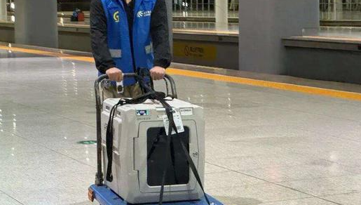 首单!昆明南站高铁宠物托运成功落地 首单!昆明南站高铁宠物托运成功落地