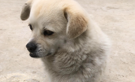 狗狗口腔肿瘤能治好吗多少钱