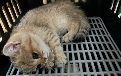 猫咪得了猫瘟不吃不喝该怎么办
