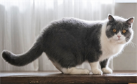 猫炸毛弓背是什么原因