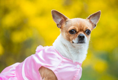 吉娃娃犬的详细介绍与指南! 吉娃娃犬的详细介绍与指南!