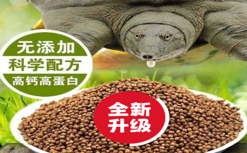 春锦秋鲤