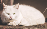 猫咪肠炎用中药治疗效果好不好？