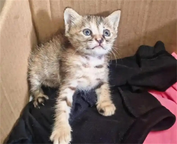 猫咪吹空调打喷嚏怎么办啊