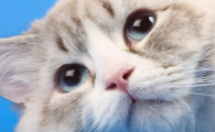 猫咪老是吐怎么回事