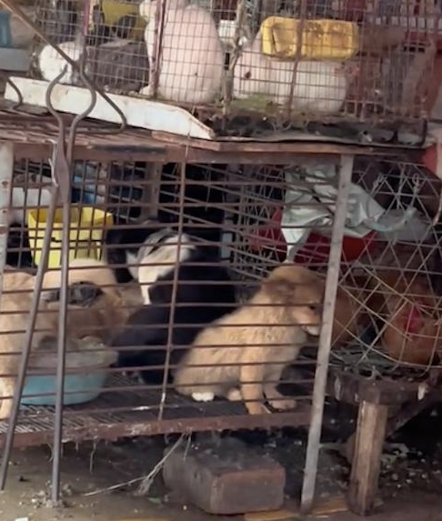 狗肉摊许多狗被关笼子里,有只狗独坐角落等待命运审判 狗肉摊许多狗被关笼子里,有只狗独坐角落等待命运审判