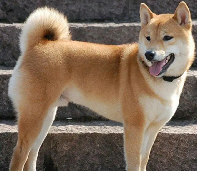 解禁中华田园犬？请不要搞“拍脑袋决策”