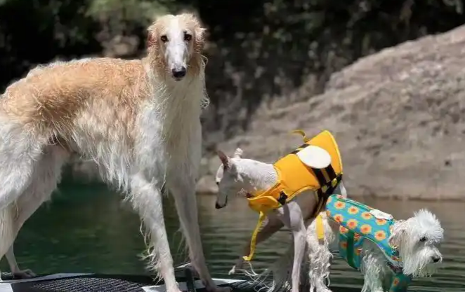 浙江：夏日催热宠物“降温游”