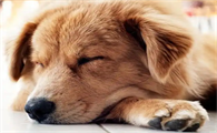 跟犬瘟的狗接触了多久能查出来