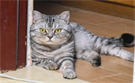 宠物猫猫瘟还能治好吗