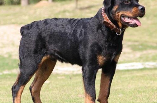 这几种犬不仅是优秀的护卫犬,也是优秀的工作犬 这几种犬不仅是优秀的护卫犬,也是优秀的工作犬