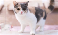 什么因素容易导致猫咪出现假孕