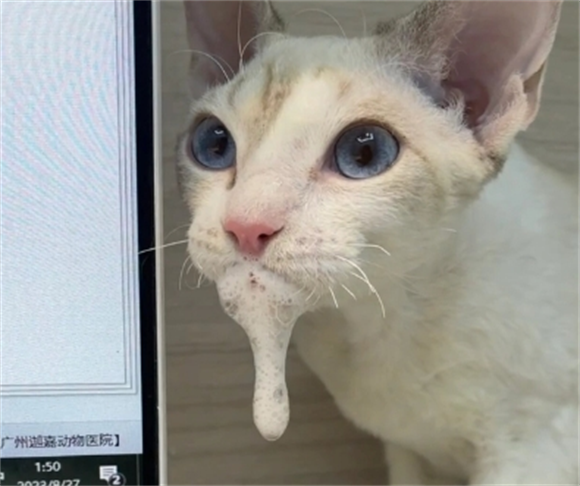 猫突然吐白水是怎么回事 猫突然吐白水是怎么回事