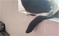 不小心踩到猫咪尾巴怎么办